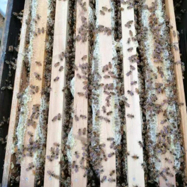 中蜂蜜蜂笼蜂中蜂蜂王开产蜂王中华蜜蜂蜂箱土蜜蜂带产王养蜂繁殖