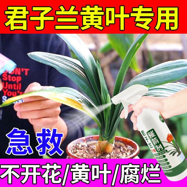 君子兰营养液治黄叶烂根不开花催箭拔箭生根壮根专用免稀释液体肥