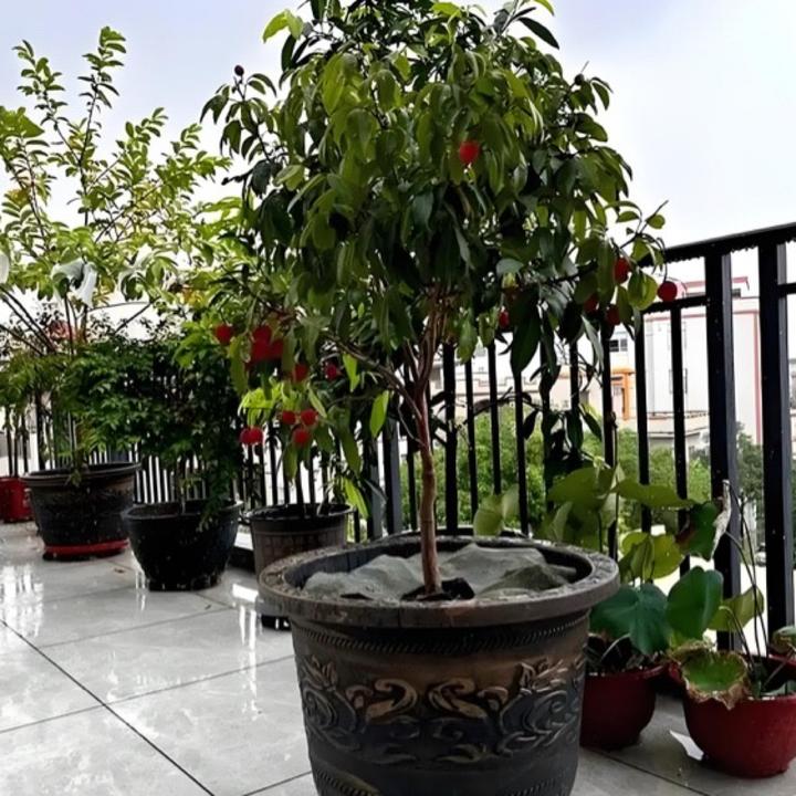 【东荔王】马贵荔嫁接苗绿植盆栽左右包邮