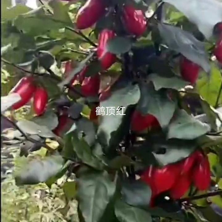 老鸦柿品种，鹤顶红根插苗