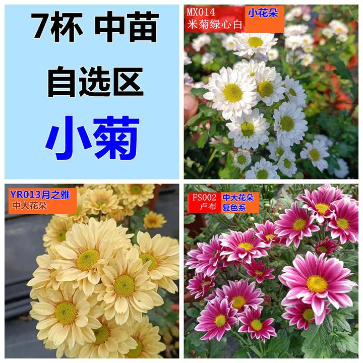 中苗千头菊小菊米秋菊苗九月大花切菊（花后期或凋谢） 冻伤不售后