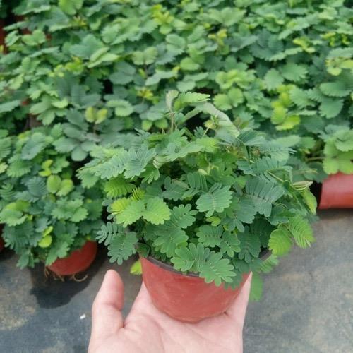 新种高产含羞草种子花种子四季播含羞草花苗孑害羞草种籽阳台庭院