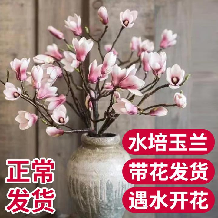 玉兰花鲜切枝带花苞室内鲜花花卉好养易活无异味森系
