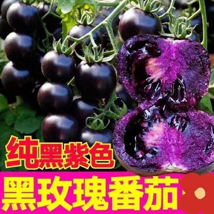 山东寿光黑色小番茄即食黑珍珠圣女果花青素紫色水果现摘顺丰包邮