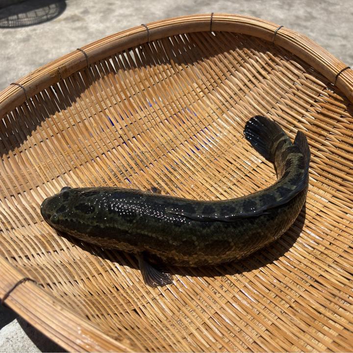 【活体】黑鱼乌鱼财鱼乌棒（6-20厘米）观赏鱼淡水鱼冷水鱼