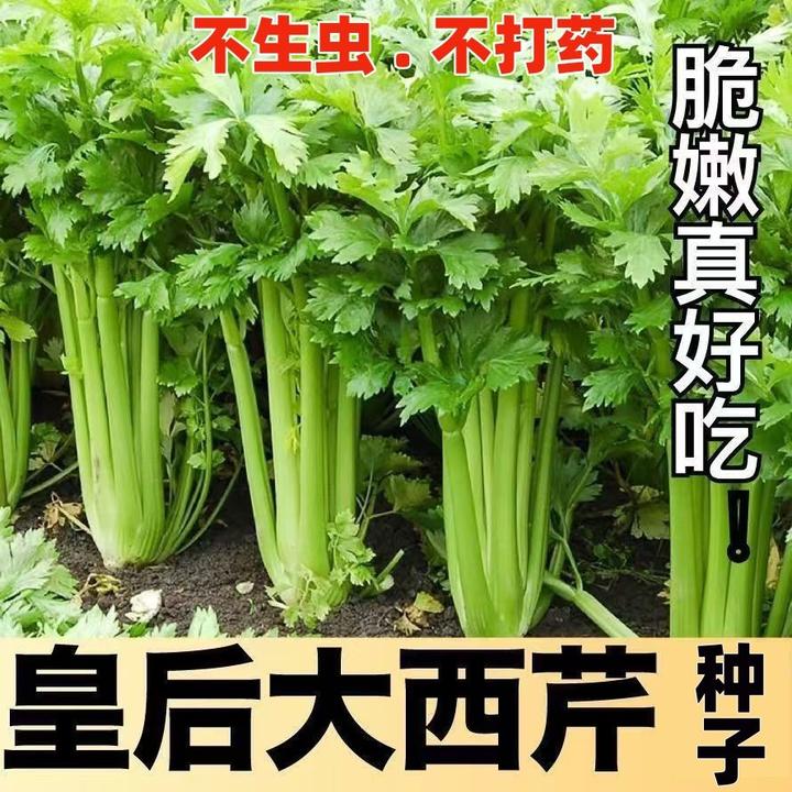 （店长优选皇后芹菜种子新四季小香芹菜种子新高产西芹秧苗春秋盆