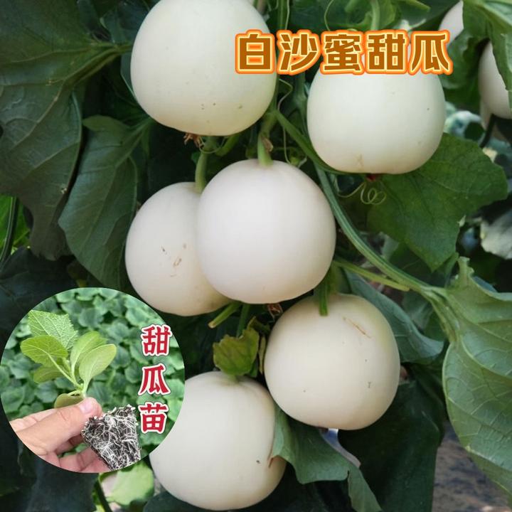 新甜宝甜瓜苗绿宝石香瓜幼苗脆梨白冰糖子冰糖白甜瓜苗四季蔬菜苗