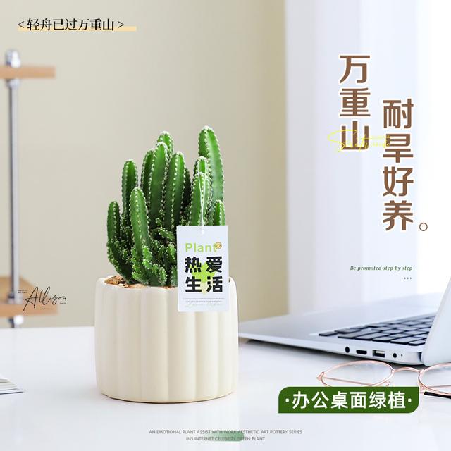 万重山盆栽办公室仙人掌球小绿植花卉室内桌面工位摆件好养植物