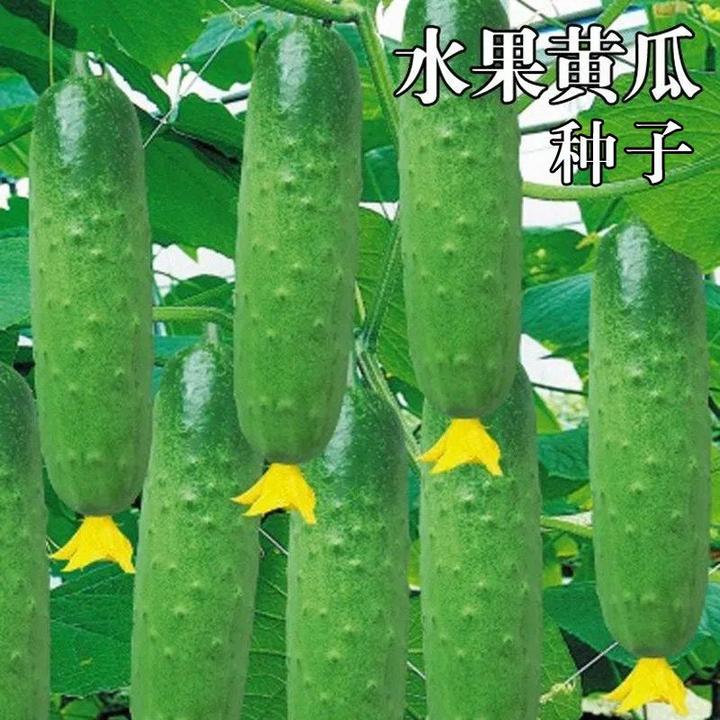 水果黄瓜种子南北方生吃旱黄瓜春秋季小菜园阳台四季蔬菜种籽