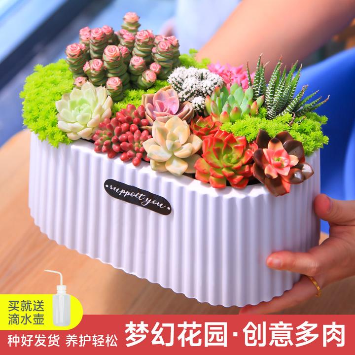 梦幻花园多肉套餐花卉绿植盆栽云南种好直发【mumuhome多肉直播】