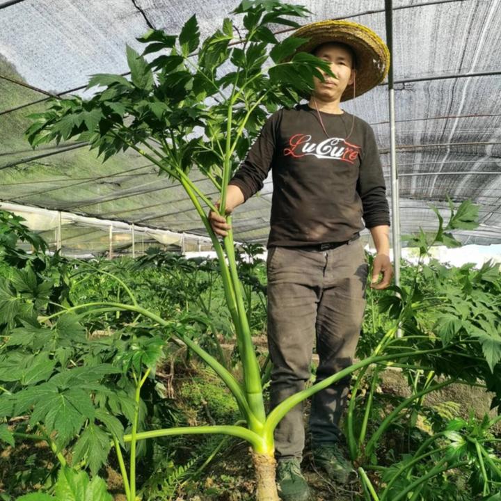 咸草长寿草露天种植老茎查尔酮干货干蔬菜可泡茶干净无杂长寿菜