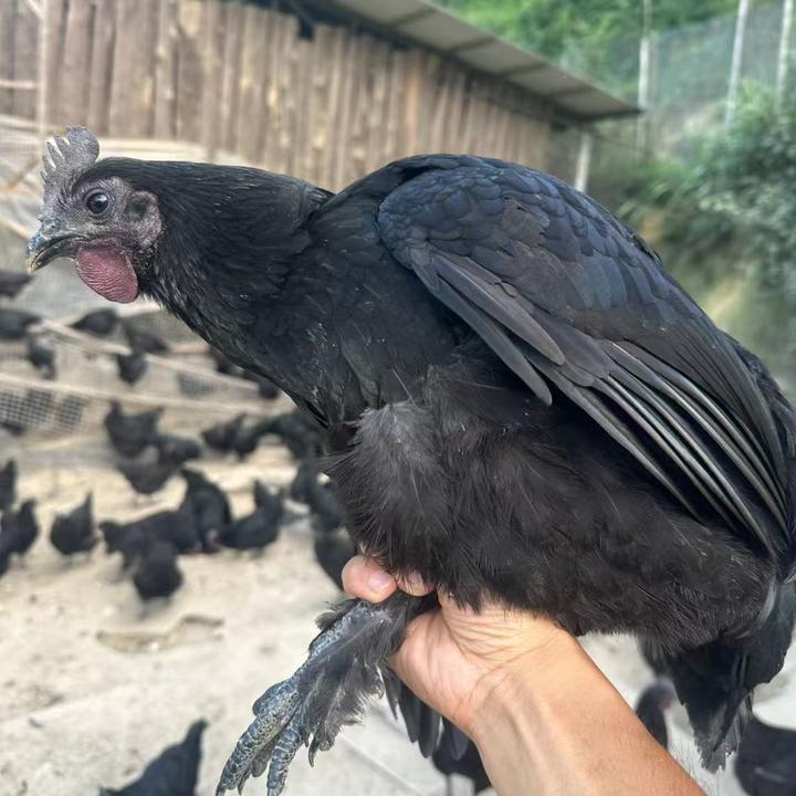 土鸡老品种云南高原林下散养乌骨乌肉汤鲜味美肉质紧实营养分丰富