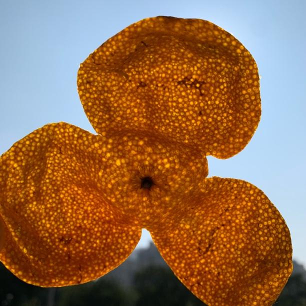 [2024年天马10年树龄老树冬后皮]1-5斤新会茶枝柑皮