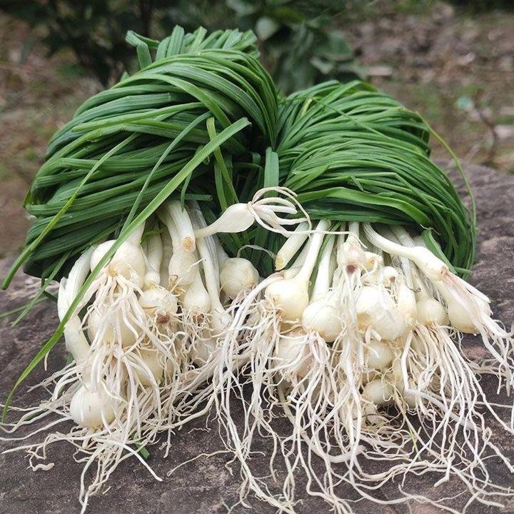 贵州新鲜野葱山上生长的小苦蒜现挖现卖小苦蒜凉拌生吃佳品包邮