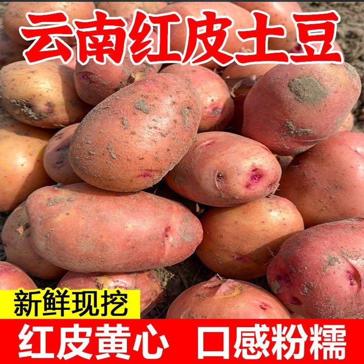 云南农家种植红皮土豆新鲜当季新挖粉糯黄心火锅食材小土豆马铃薯