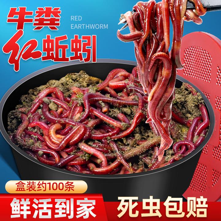钓鱼蚯蚓大号红蚯蚓土1斤半斤活体盒装红虫鱼饵蚯蚓活饵包邮