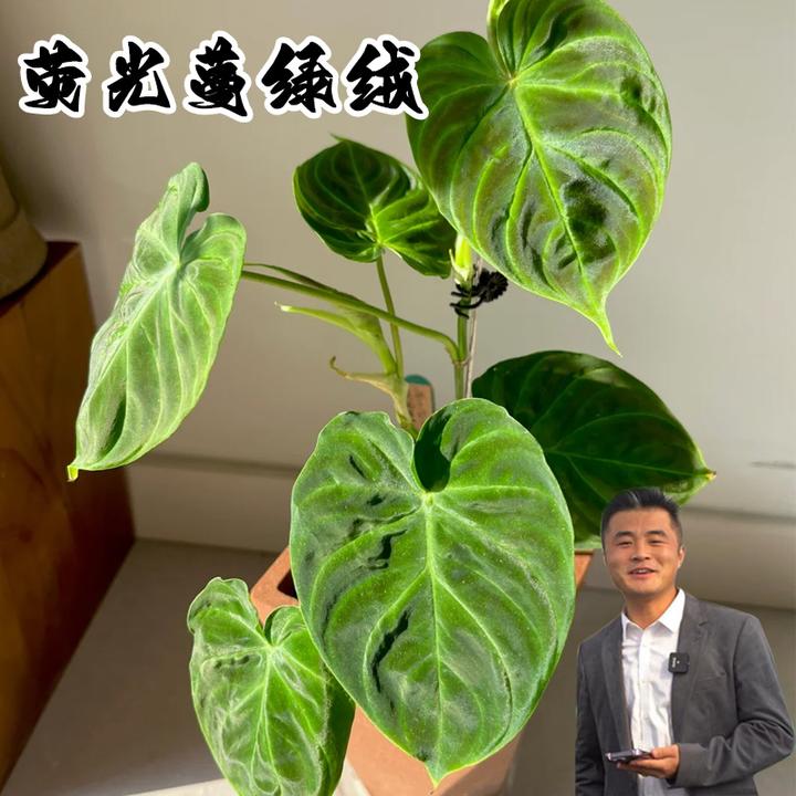 荧光蔓绿绒盆栽室内四季常绿观叶绿物