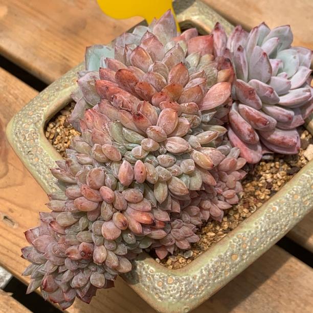 粉透橙梦露缀化109