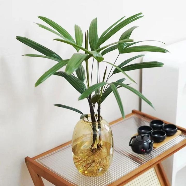 金山棕竹盆栽水培植物绿植花卉室内桌面花四季常青观叶耐阴办公室