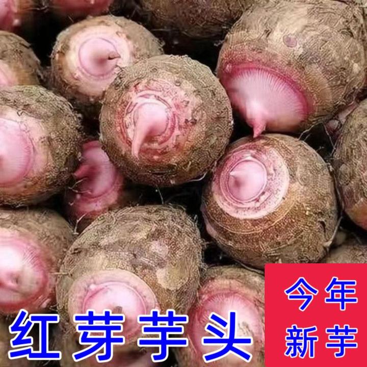 云南新鲜现挖红芽芋艿软糯香甜小芋头香芋