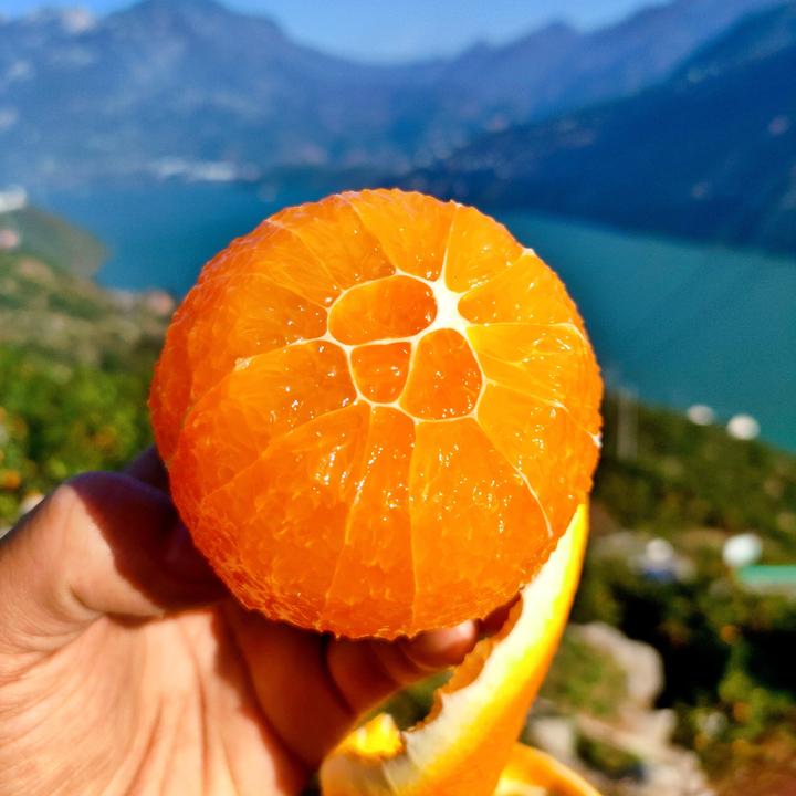 秭归脐橙九月红果冻橙鲜嫩多汁三峡库区果园直采无子无渣