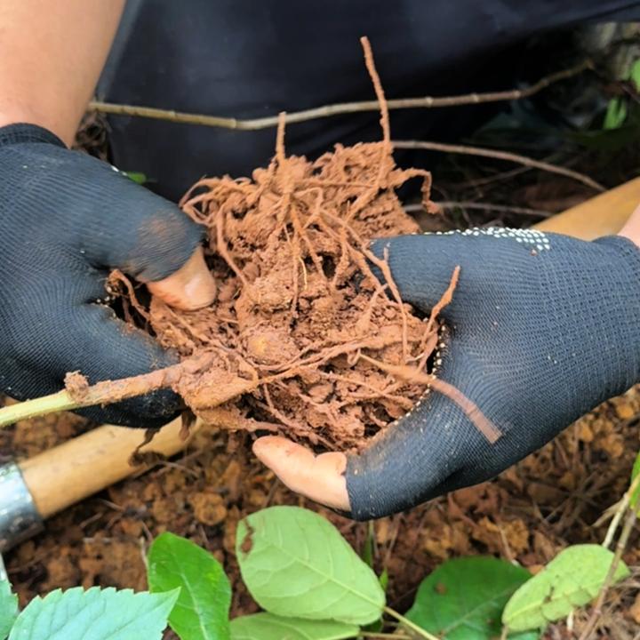 山货【通用付款】野生新鲜土豆