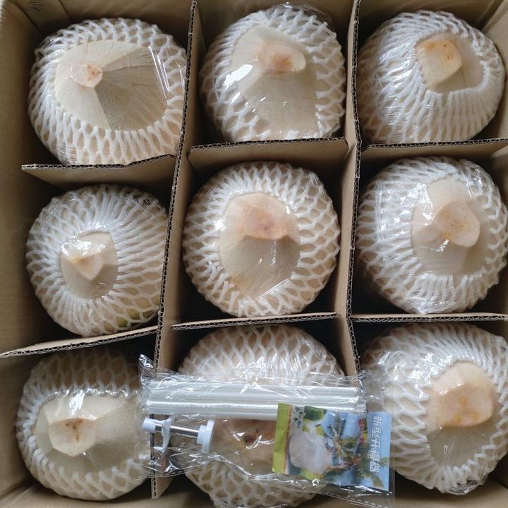 海南新鲜椰青椰子精选9个装（送开椰器和吸管）生鲜孕妇水果