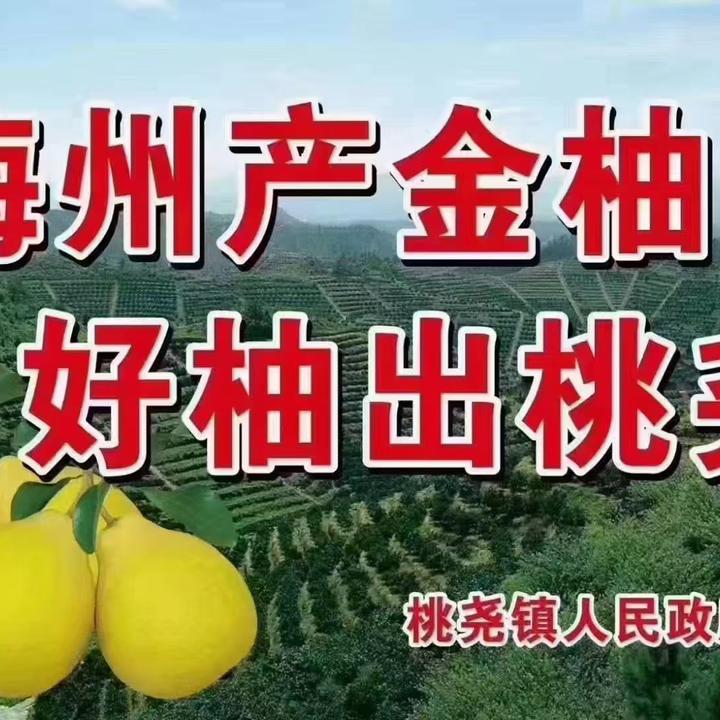 【现货速发】梅州市梅县区桃尧镇沙田柚新鲜当季水果梅县金柚白心肉