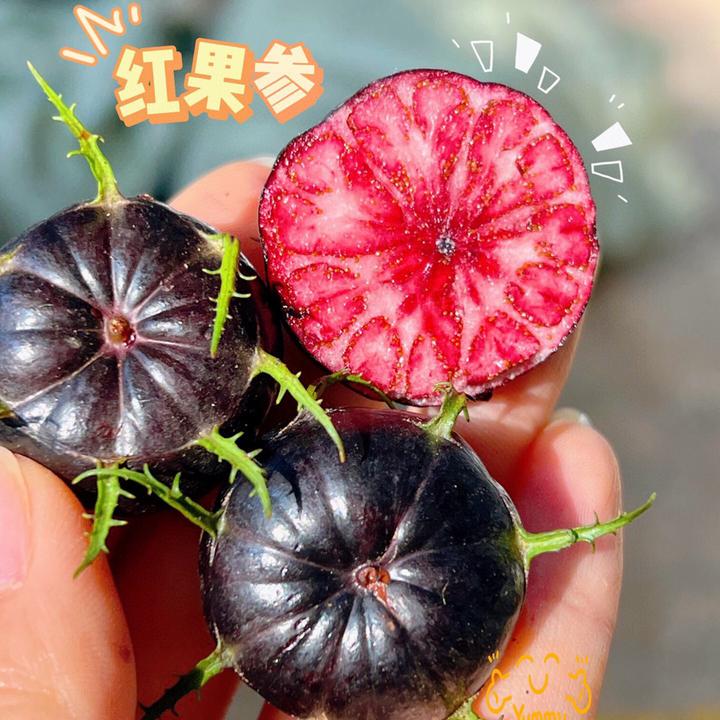 红果参原产地现摘现发新鲜采摘蜘蛛果当季水果正宗红参果云南野果