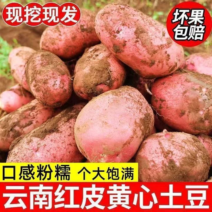 正宗云南红皮土豆现挖马铃薯自种黄心洋芋新鲜农家蔬菜火锅批发