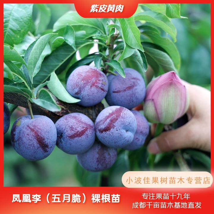 【凤凰李清灰裸根苗】授粉树嫁接果树苗可盆栽李子苗基地直发现挖苗