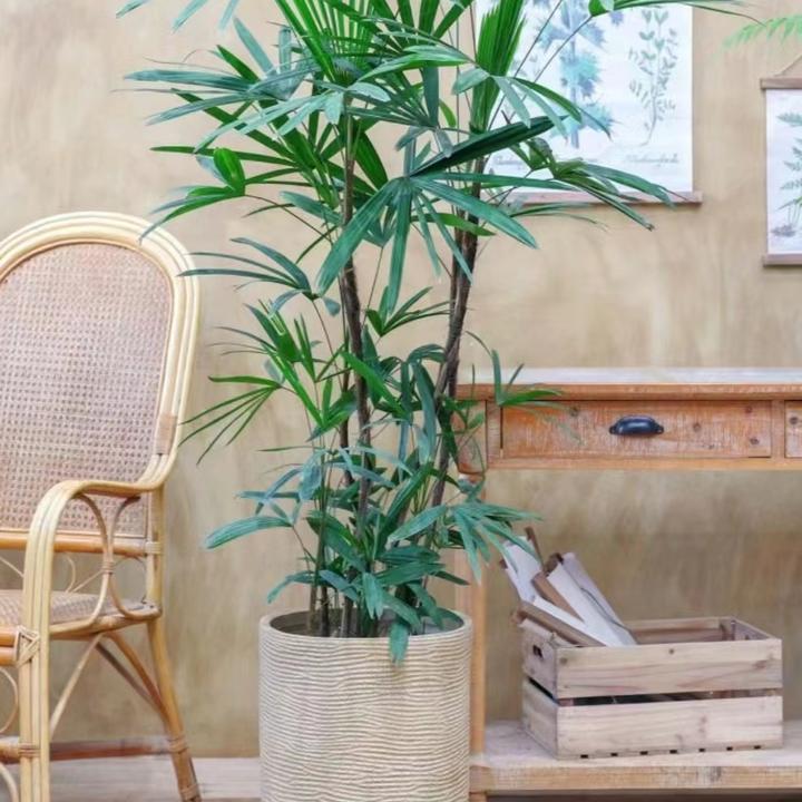 【送货上门】【150-170】金山棕竹水培植物室内盆栽绿植净化空气客厅