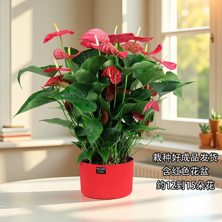 红掌盆栽大型花卉室内客厅庭院绿植花卉植物开花植物（浪琴盆）