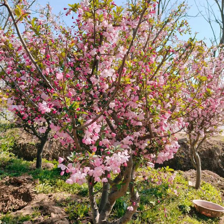 别墅庭院北美大型耐寒西府垂丝海棠花树苗阳台盆栽地栽绿化风景树