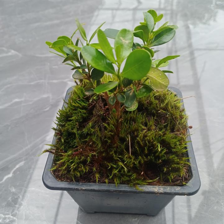 小黄杨盆景 直播间一物拍一物