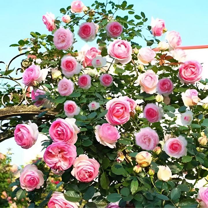 混色爬藤蔷薇花种子庭院花海四季开花好养易活阳台盆栽花卉种子