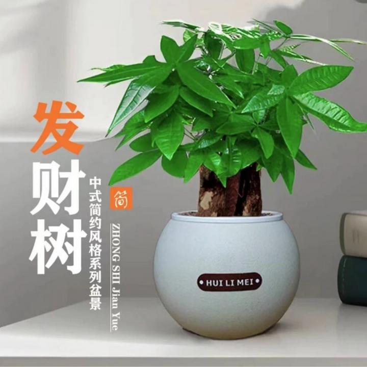 三杆发财树水培室内绿植花卉基地盆景好养护耐寒绿植造型盆栽ZY