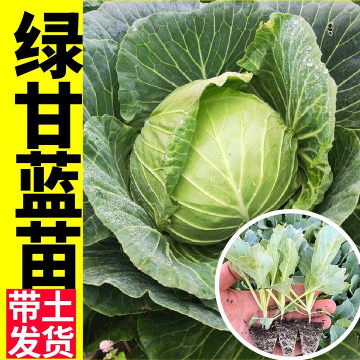 四季盆栽绿甘蓝苗秧带土球高产包菜卷心菜种子大面积种植耐寒耐热