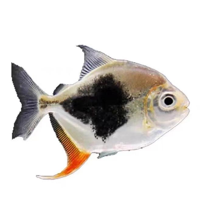 小卫甄选|黑桃A粗线虎板红龙鱼女王大帆金龙鱼活鱼混养龙鱼群游