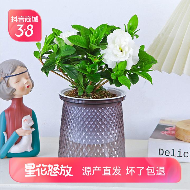 【花伴水】栀子花开花植物浓香室内室外阳台好养易活无花苞