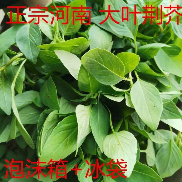 河南大叶荆芥菜应当季香荆菜鲜嫩香菜带根现拔现发保鲜4斤包邮