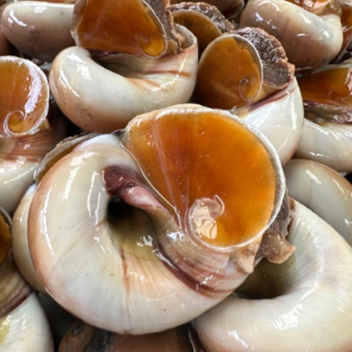 连云港发货 海捕鲜活猫眼螺 2-6斤装 肉质紧实