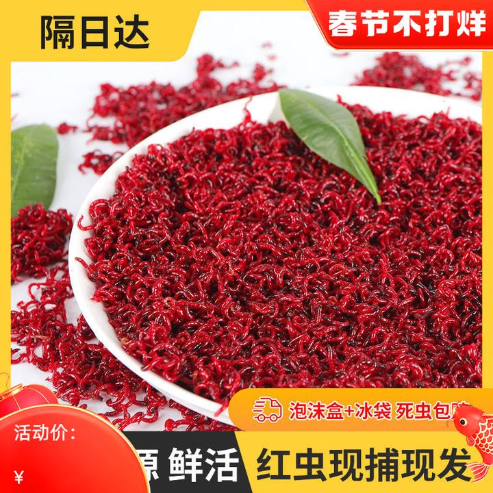 红虫活体特大号公虫饵料钓鱼批发拉饵鱼饵鲫鱼野钓野生发货现货