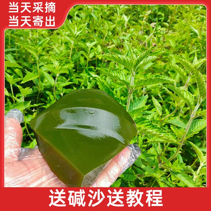 农家新鲜凉粉草当天摘当天发货 绿凉粉草仙草 烧仙草