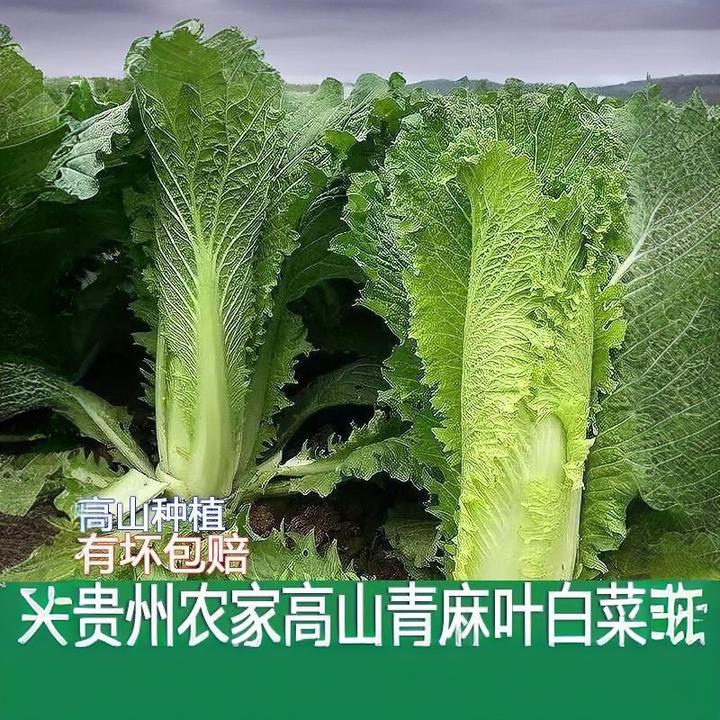 贵州高山农家自种青口白菜坏包赔时令蔬菜青菜当季现摘现发包邮