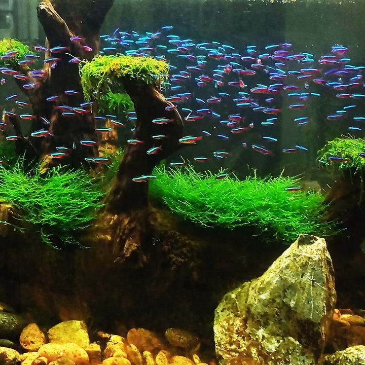 广东小号宝莲灯鱼小型灯科鱼热带观赏鱼淡水族中通发货