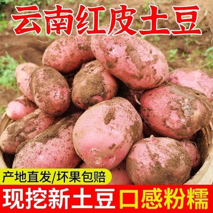【新鲜】云南红皮黄心高山迷你小土豆现挖现发农家小土豆