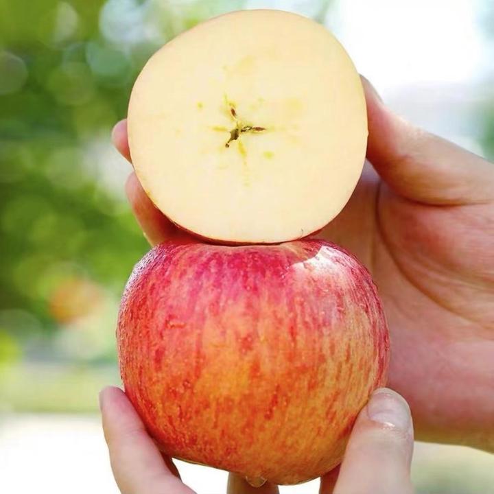 B山东烟台红富士