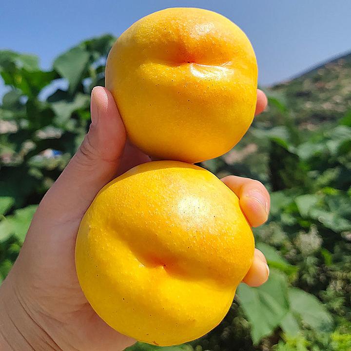 买一送一新品种嫁接桃树苗 中油8号黄油桃 嫁接油桃苗