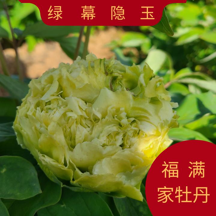 【绿幕隐玉】洛阳牡丹基地直发